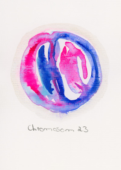 Chromosome 23