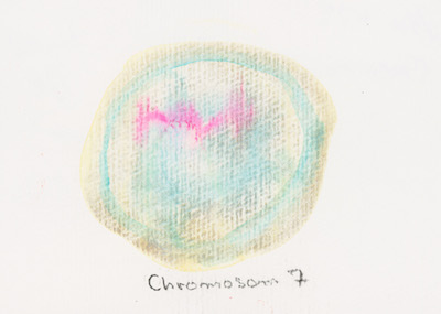 Chromosom 7